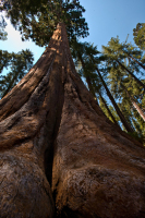 sequoia0023