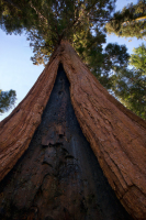 sequoia0240