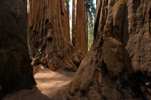 sequoia0354