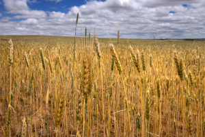 spring_wheat014c