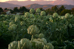 artichokes0007