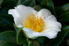 camelia0005