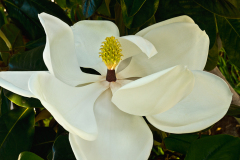 magnolia0003a