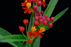 milkweed0038