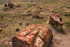 petrified_forest0020rt