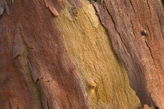 treebark0014