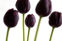 tulips0032