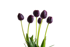 tulips0041