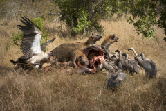 masaimara0261