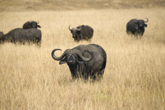 masaimara0276