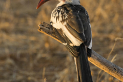 samburu0468a