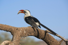 samburu0806