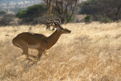 samburu0900