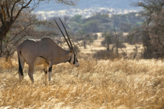 samburu0908